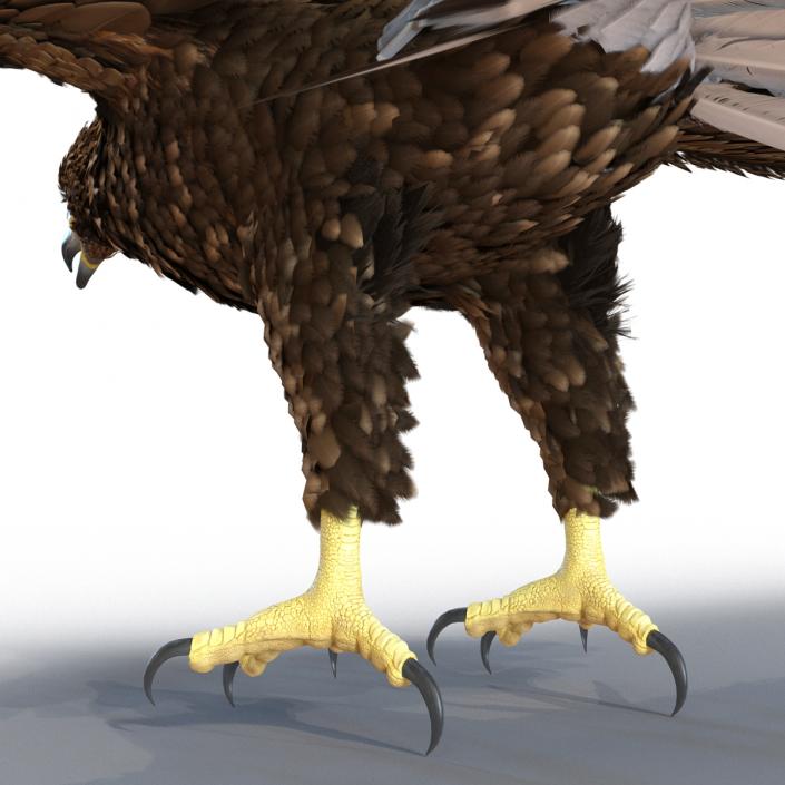 Golden Eagle 3D