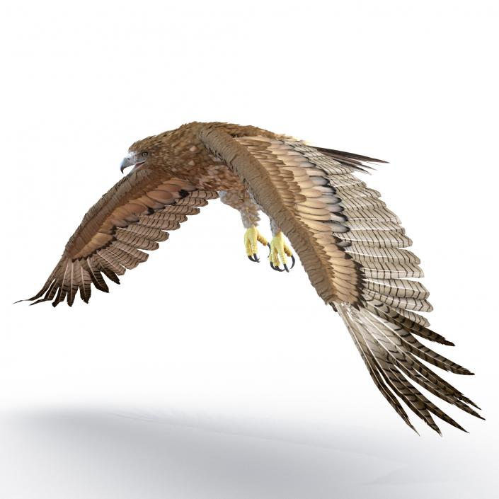 Gurney Eagle Pose 4 3D model