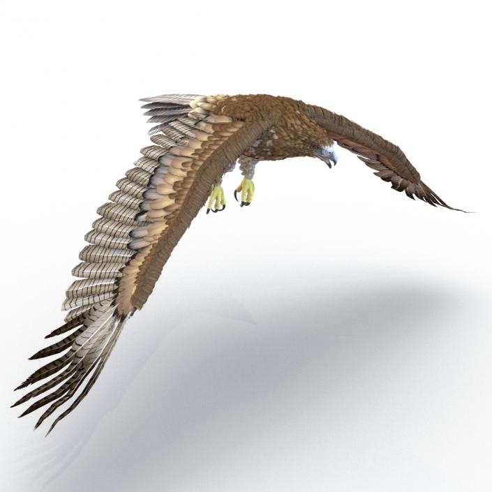 Gurney Eagle Pose 4 3D model