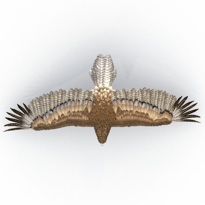 Gurney Eagle Pose 4 3D model