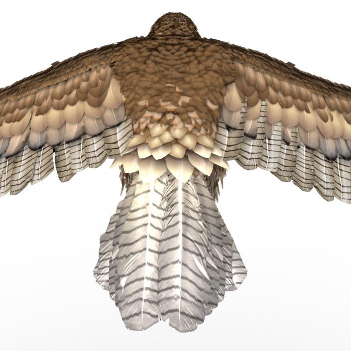 Gurney Eagle Pose 4 3D model