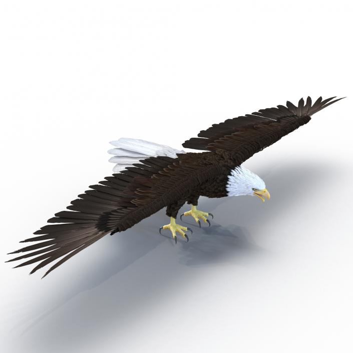 3D model Bald Eagle