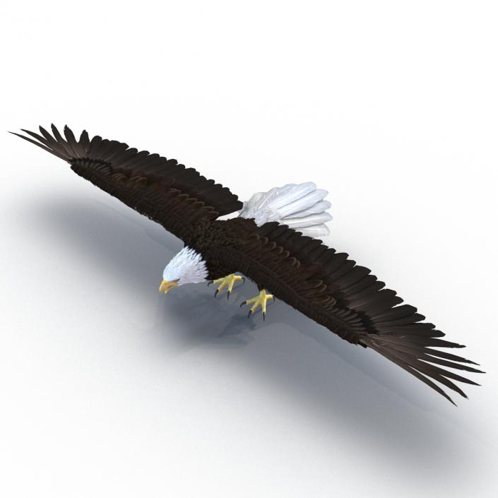 3D model Bald Eagle