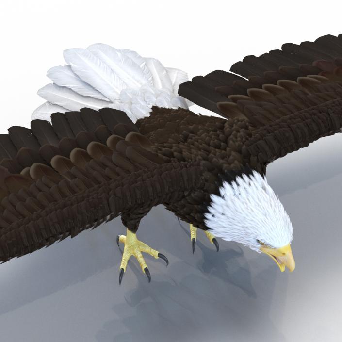 3D model Bald Eagle