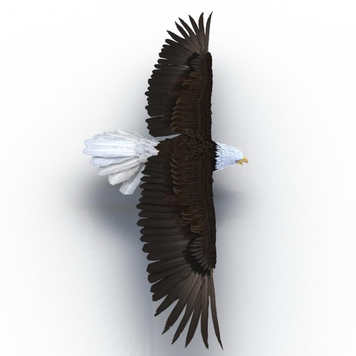 3D model Bald Eagle