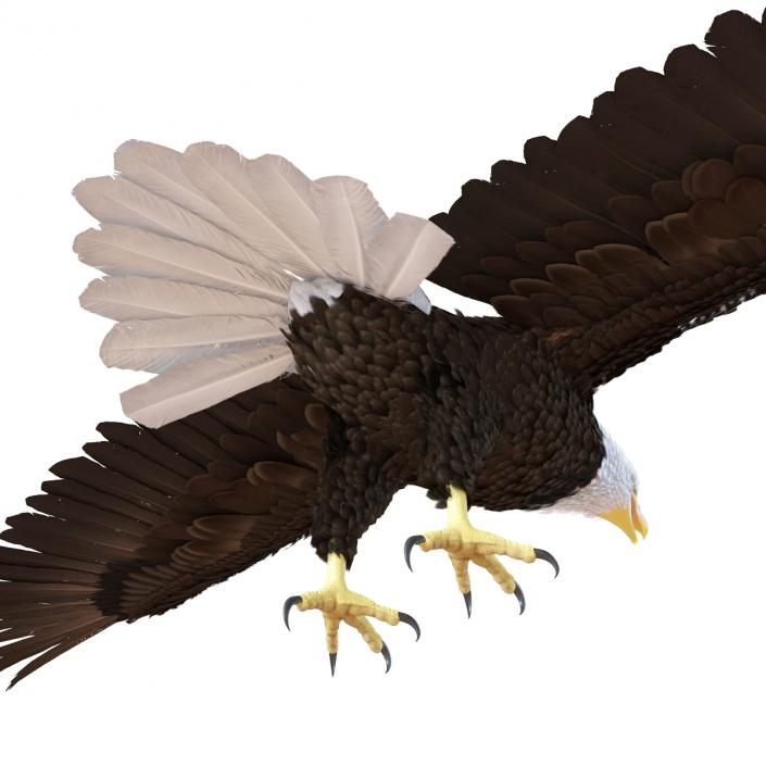 3D model Bald Eagle