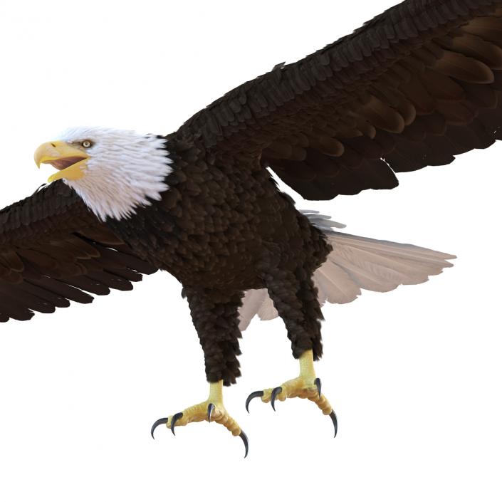 3D model Bald Eagle