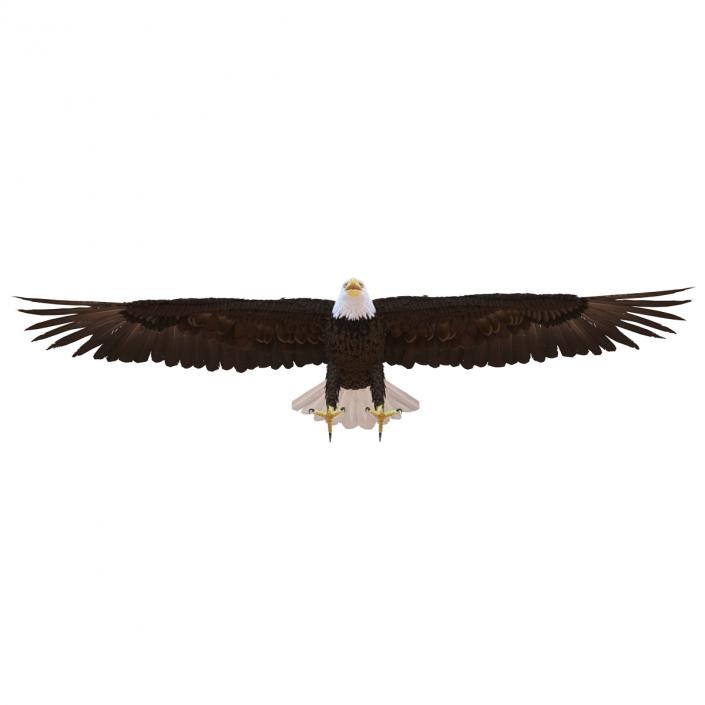 3D model Bald Eagle