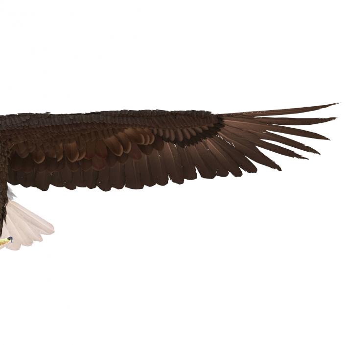 3D model Bald Eagle