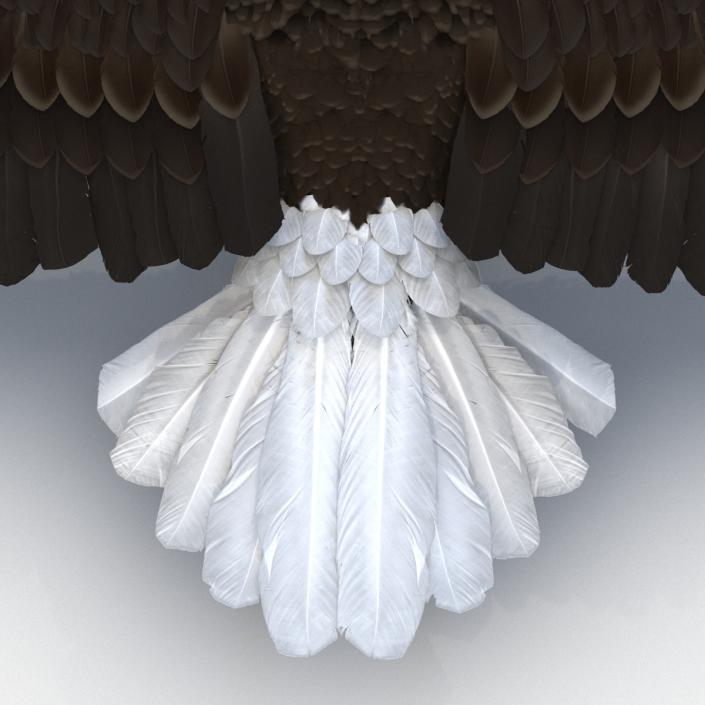 3D model Bald Eagle