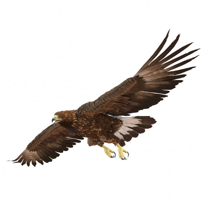 Golden Eagle Pose 7 3D model