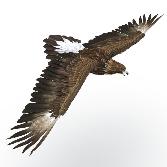 Golden Eagle Pose 7 3D model