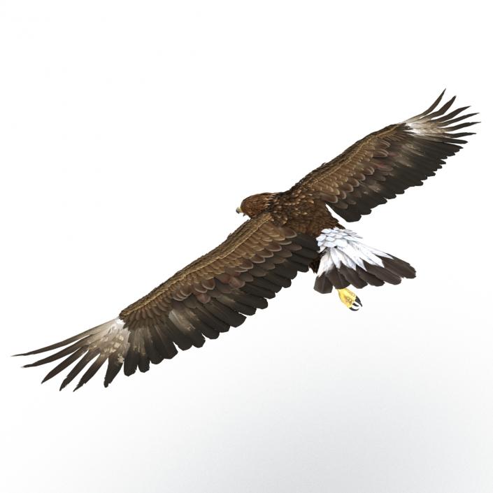 Golden Eagle Pose 7 3D model