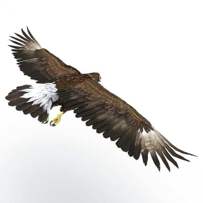 Golden Eagle Pose 7 3D model