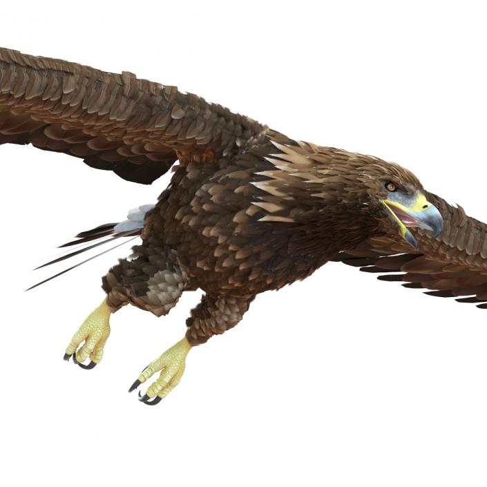 Golden Eagle Pose 7 3D model