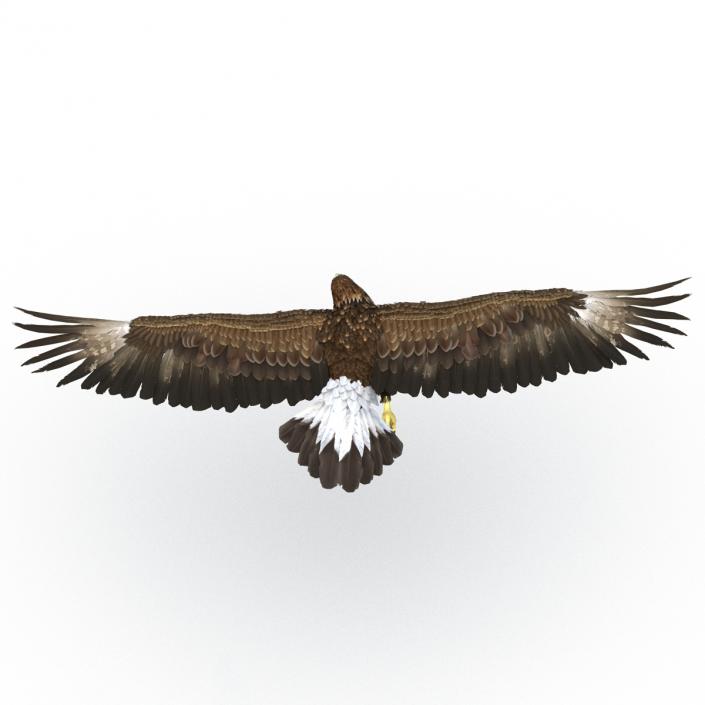 Golden Eagle Pose 7 3D model