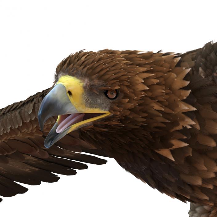 Golden Eagle Pose 7 3D model