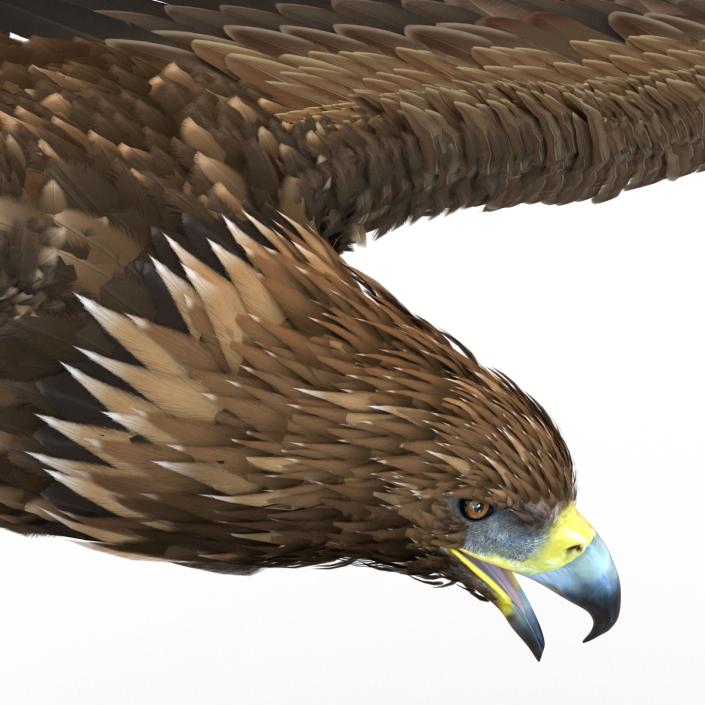 Golden Eagle Pose 7 3D model