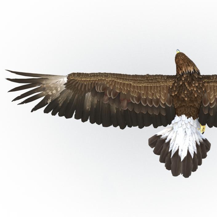 Golden Eagle Pose 7 3D model