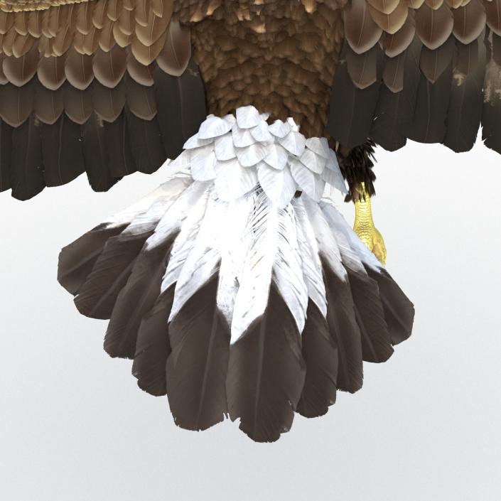 Golden Eagle Pose 7 3D model