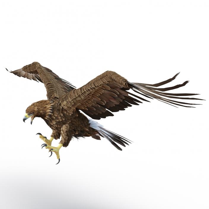 Golden Eagle Pose 6 3D model