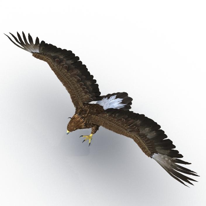 Golden Eagle Pose 6 3D model