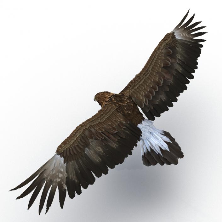 Golden Eagle Pose 6 3D model