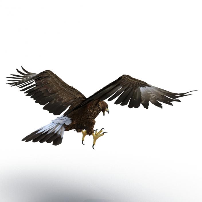 Golden Eagle Pose 6 3D model