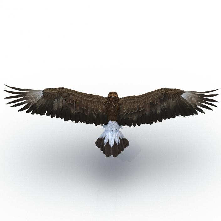 Golden Eagle Pose 6 3D model