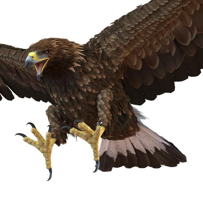 Golden Eagle Pose 6 3D model