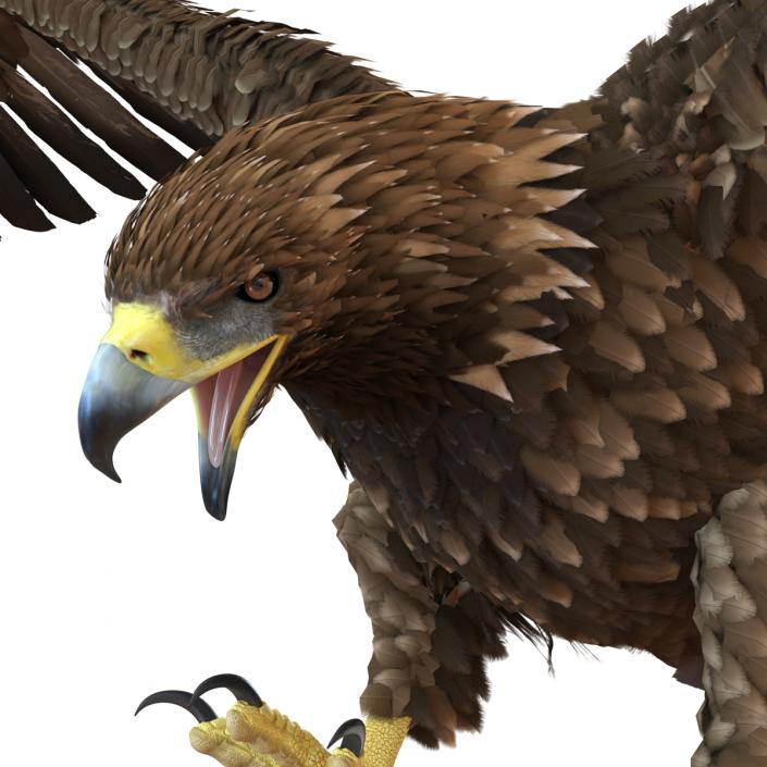 Golden Eagle Pose 6 3D model