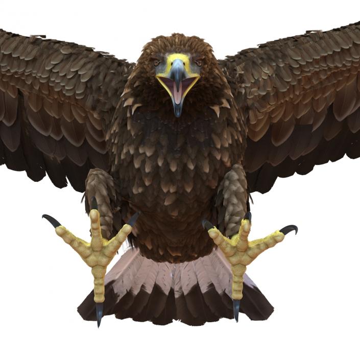 Golden Eagle Pose 6 3D model