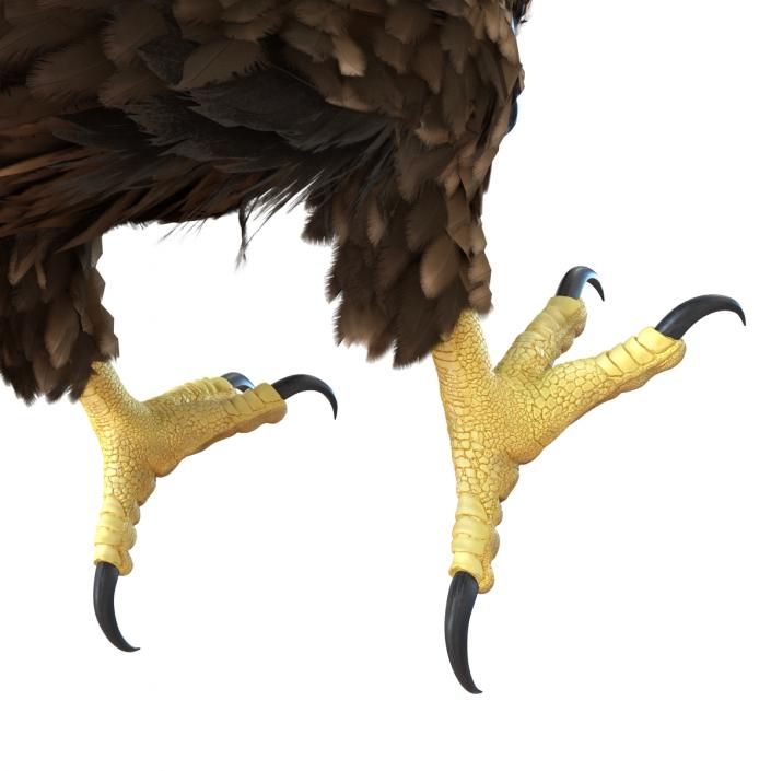 Golden Eagle Pose 6 3D model