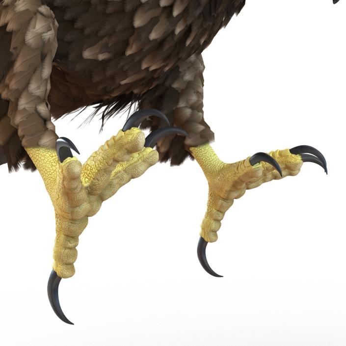 Golden Eagle Pose 6 3D model