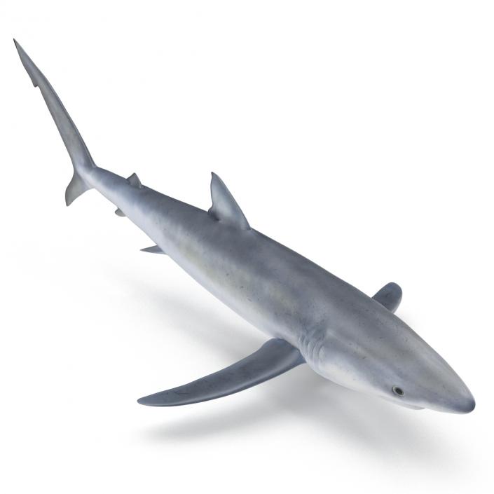 Blue Shark Rigged 3D