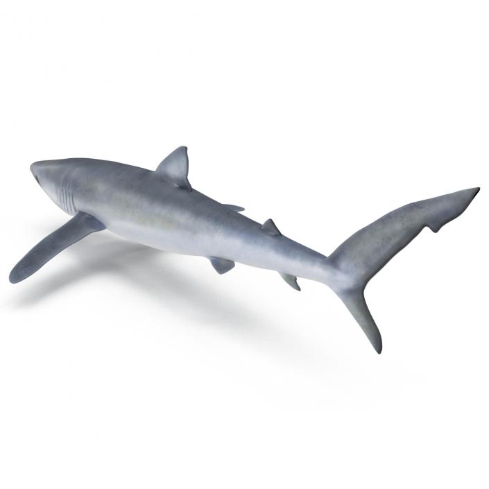 Blue Shark Rigged 3D