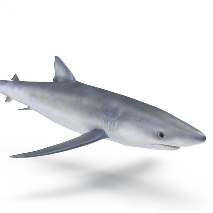 Blue Shark Rigged 3D