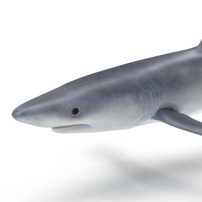 Blue Shark Rigged 3D