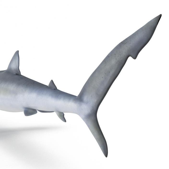 Blue Shark Rigged 3D