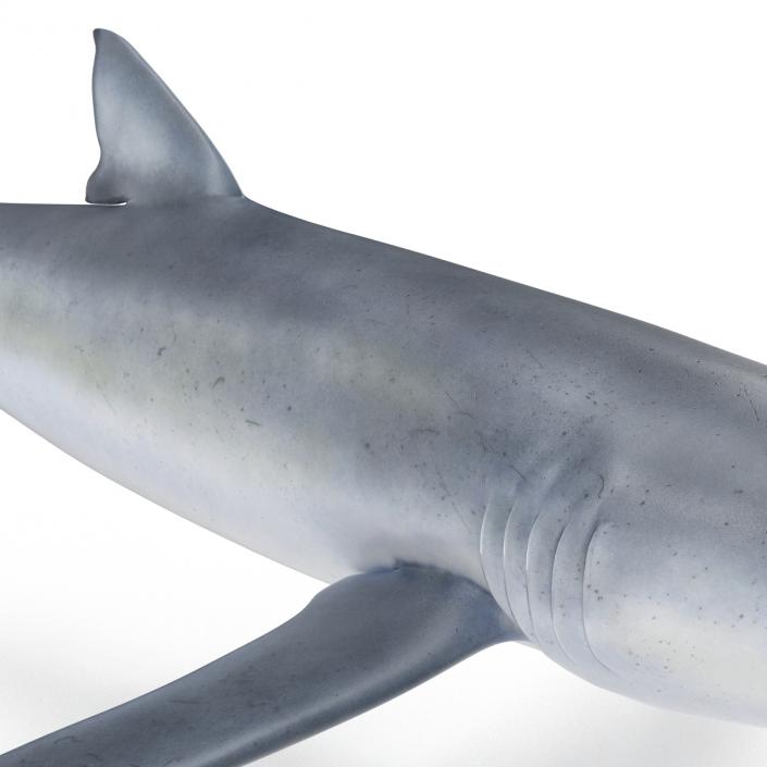 Blue Shark Rigged 3D