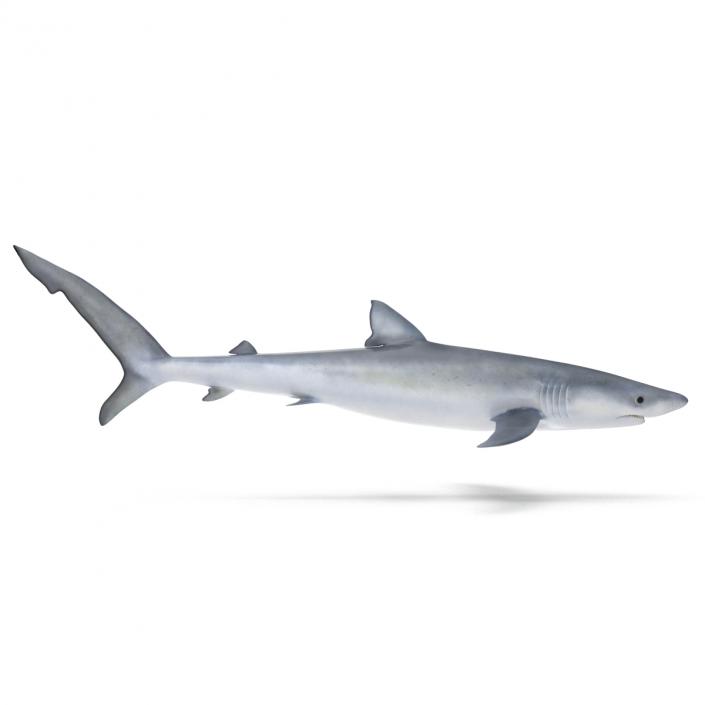 Blue Shark Rigged 3D