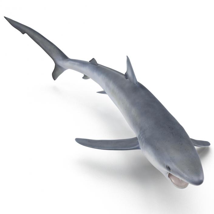 Blue Shark Pose 2 3D