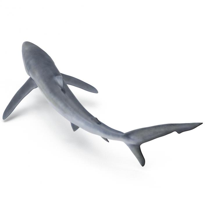 Blue Shark Pose 2 3D