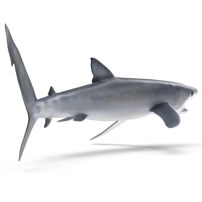 Blue Shark Pose 2 3D