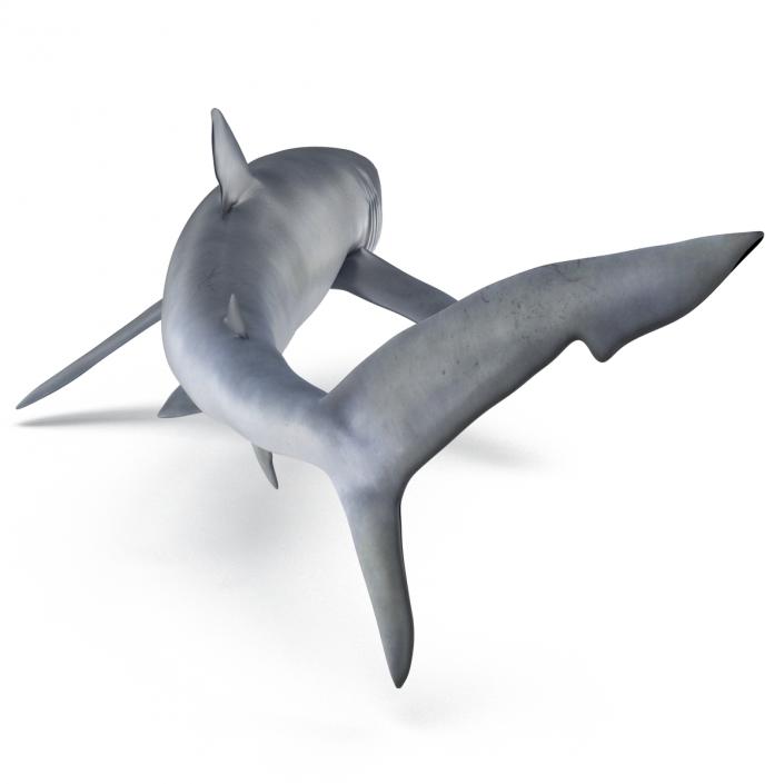 Blue Shark Pose 2 3D