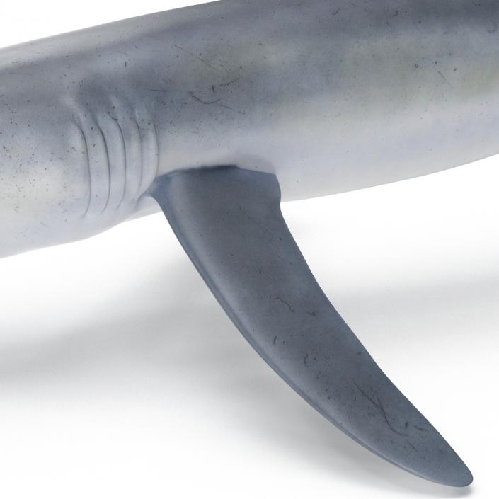 Blue Shark Pose 2 3D