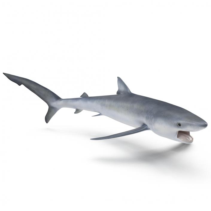 Blue Shark Pose 2 3D