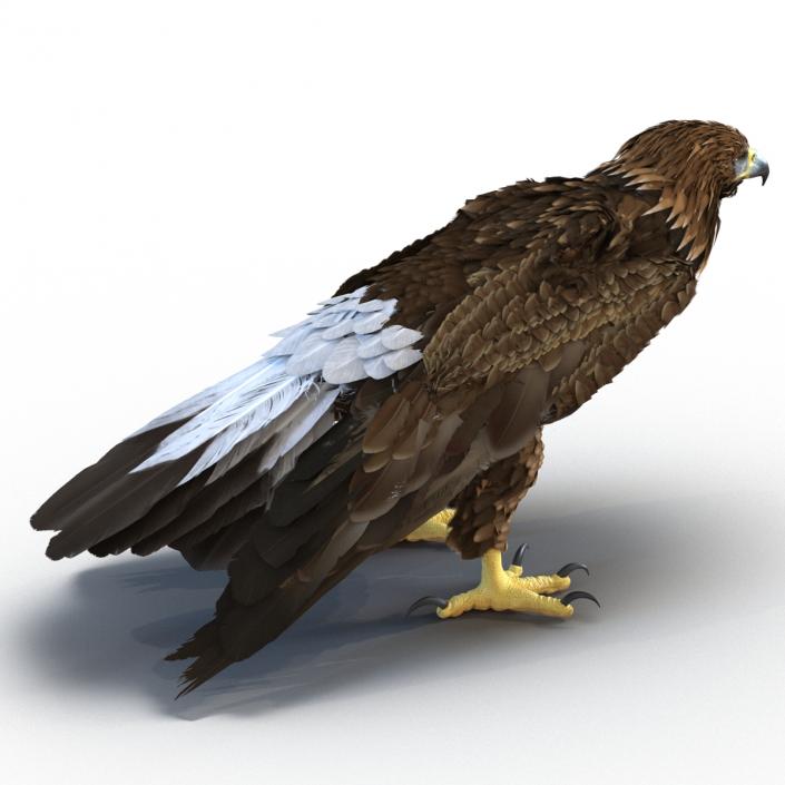 Golden Eagle Pose 5 3D model