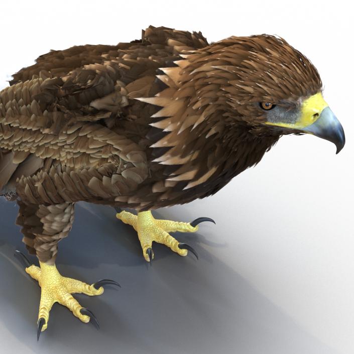 Golden Eagle Pose 5 3D model