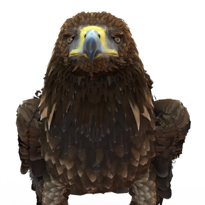 Golden Eagle Pose 5 3D model